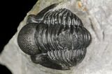 Detailed Gerastos Trilobite Fossil - Morocco #141684-2